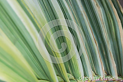 Macro of striped palm leaf surface in different shades and hues of green color all-over print. Botanical backdrop template Stock Photo