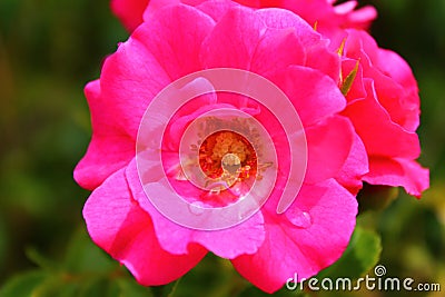 Macro of a strong pink rose Stock Photo