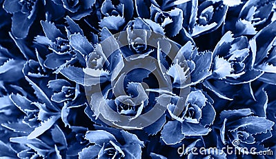 Macro succulent colored in clasic blue color of 2020 Stock Photo