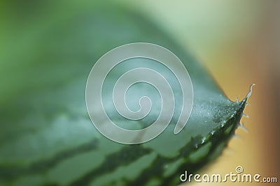 Macro of succulent leaf texture pattern Stock Photo