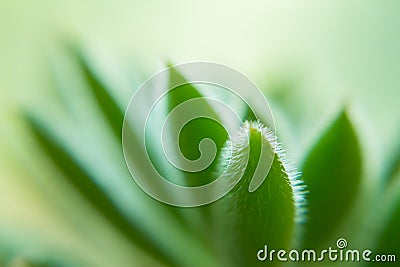 Macro of a Succulent plant Stock Photo