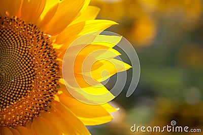 Macro SunFlower Background with real beautiful bokeh Stock Photo