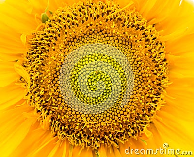 Macro sunflower Stock Photo