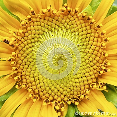 Macro sunflower pollen Stock Photo