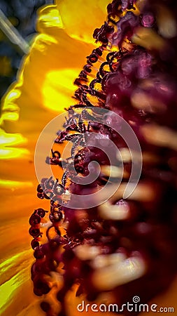 Macro sunflower Stock Photo