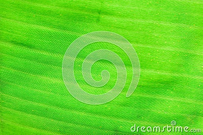 Macro texture of fresh green summer Banana leaf details Stock Photo