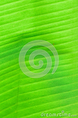 Macro texture of fresh green summer Banana leaf details Stock Photo