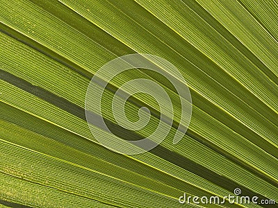 Macro texture - plants - palm fronds Stock Photo