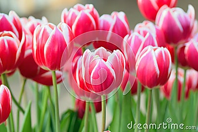 Macro texture of red & white tulip flowers Stock Photo