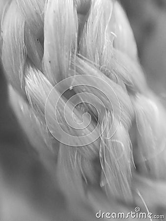 Macro Texture String BW Stock Photo