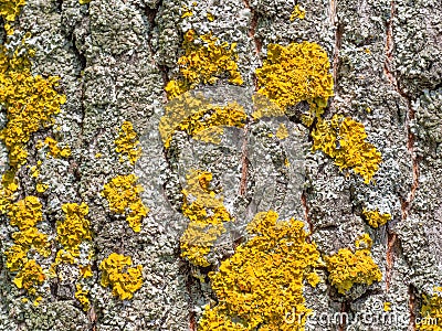 Bark tree closeup. Fungus ecosystem on tree bark. Common yellow lichen. Natural texture Stock Photo