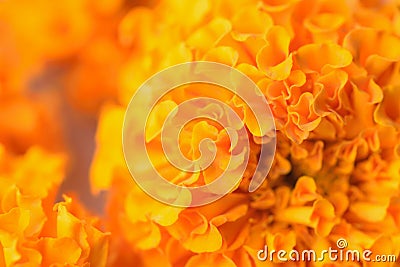 Macro texture of vibrant colored Indian Mary-gold flowers Stock Photo