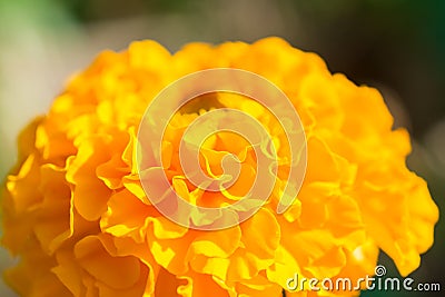 Macro texture of vibrant colored Mary-gold flowers Stock Photo