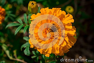 Macro texture of vibrant colored Mary-gold flowers Stock Photo