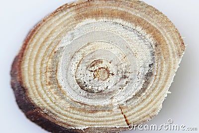 Macro texture of a wooden cut after sawing a twig with a circular saw. Stock Photo