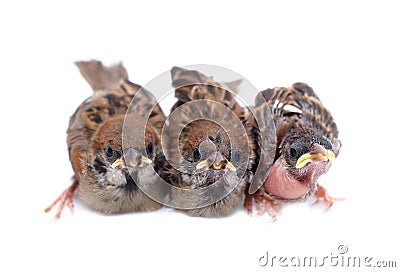 Macro three baby brood sparrow white background. Stock Photo