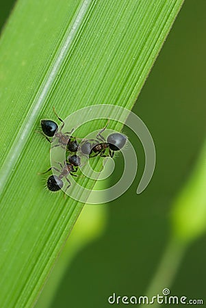 Macro of three black ants Stock Photo