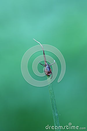macro of a tick sitting and waiting in the grass Stock Photo