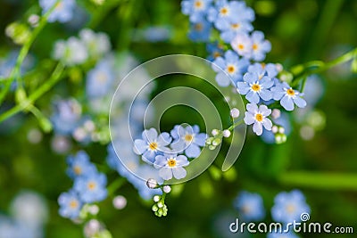 Macro of tiny blue flowers forget-me-not and colorful grass background in nature. Close up. Stock Photo