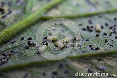 Macro of tomato leaf with insect pest. Insect approach consuming a tomato leaf. Stock Photo