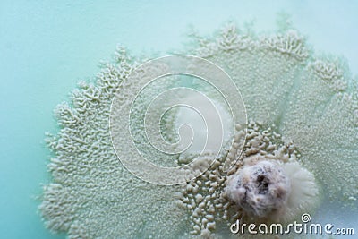 Macro. top view. Mushroom cultivation. Mycelium of mushrooms on agar in a petri dish Stock Photo