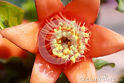 Macro of a pomigrantinum flower Stock Photo