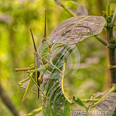 Two grasshoppers mating on a leaf Stock Photo