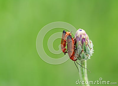 Two red common soldier beetles macro Stock Photo