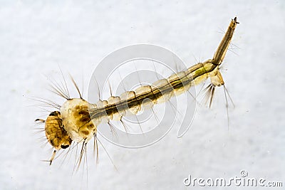 Macro of mosquito larva Stock Photo