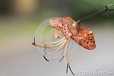 Macro of a very beautiful tiger lily from the island of the palm of Spain Stock Photo