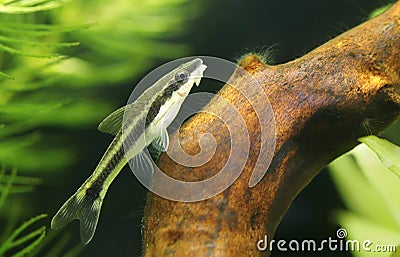 Very nice aquarium fish Otocinclus affinis Stock Photo