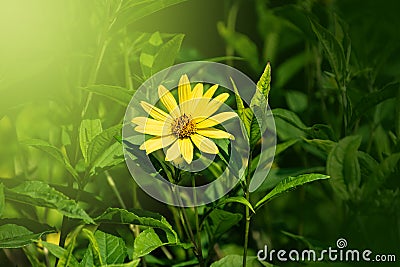 Macro vew of Heliopsis helianthoides. Beautiful yellow flower on blurred background. Heat and drought tolerant Yellow Wild Flower Stock Photo