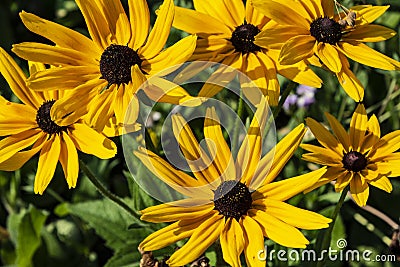 Macro vew of Heliopsis helianthoides. Beautiful yellow flower on blurred background. Heat and drought tolerant Yellow Wild Flower Stock Photo