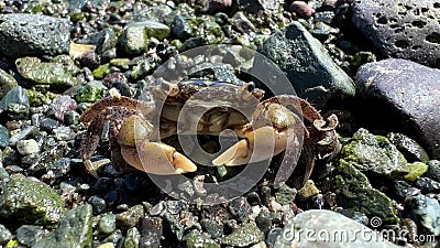 Macro vidéo crab s'agite ses griffes et se défend de la caméra qui est très proche sa bouche se déplace clips vidéos Macro vidéo crab s'agite ses griffes et se défend de la caméra qui est très proche sa bouche se déplace clips vidéos