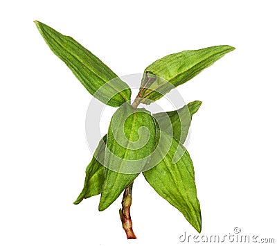 Macro Vietnamese Coriander herb plant Stock Photo