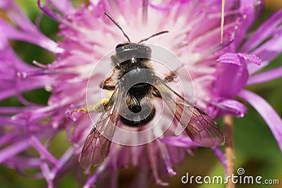 Macro view from above of the Caucasian bee Andrena nitidiuscula Stock Photo