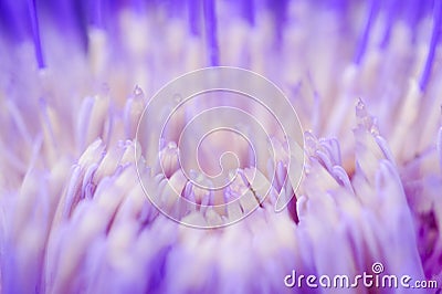 A macro view of artichoke flower petals. Stock Photo