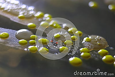 Macro view of bacteria and baker yeast colonies Stock Photo