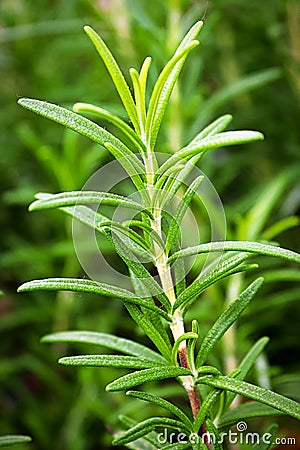 Macro view of a branch of fresh rosemary Stock Photo