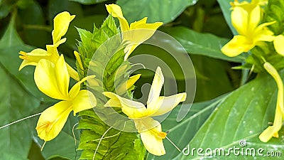 A macro view of a brigh yellow flowering plant in a tropical botanical garden Stock Photo