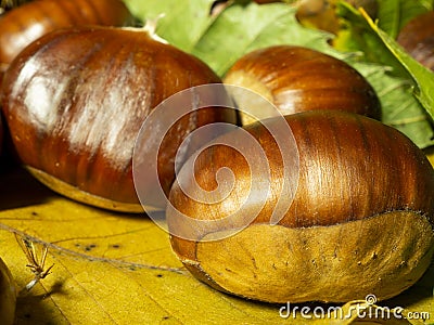 Macro view on chestnut. Close view. Chestnuts of brown color. Nature background. Fall season. Food background Stock Photo