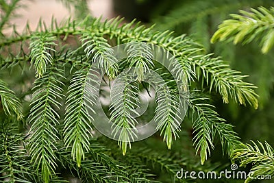 Macro view of delicate branches on a norfolk pine Stock Photo