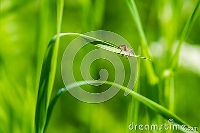 Macro view of a field bug on a blade of grass. Oops! Over-load! Stock Photo