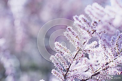 macro view of flower tamarisk. soft focus. pink fluffy tamarix branches. Tamarisk or Tamarix ramosissima pink flowers. Stock Photo