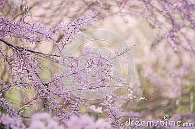 macro view of flower tamarisk. soft focus. pink fluffy tamarix branches. Tamarisk or Tamarix ramosissima pink flowers. Stock Photo