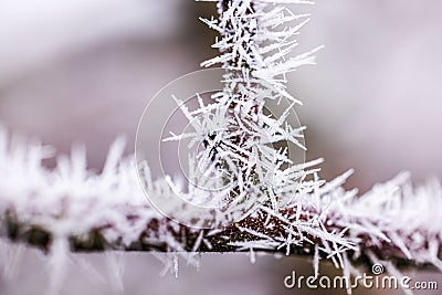 Macro view of frost crystals forming intricate patterns on frozen apple tree branch in winter Stock Photo