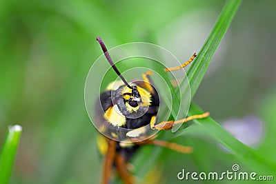 Macro view of hornet moth sitting in meadow Stock Photo