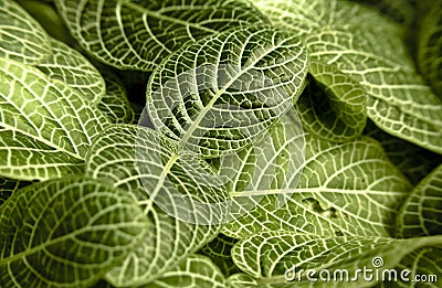 Macro view of leaves tropical plant Stock Photo