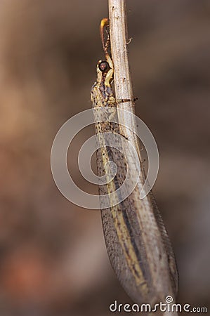 Macro view of a Myrmeleontid & x28;Myrmeleontidae& x29; on brown background Stock Photo