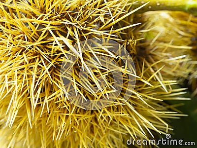 Macro view on the needles of a chestnut hedgehog. Close view. Needles of yellow color. Nature background Stock Photo